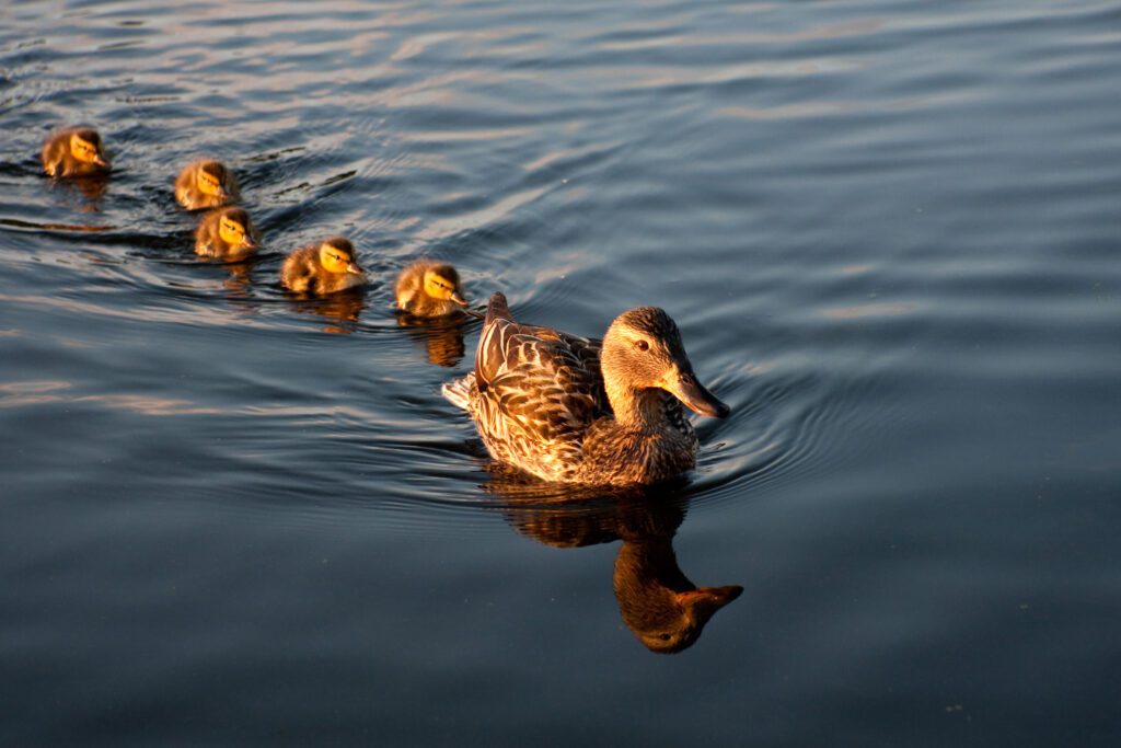 mom duck with baby ducks